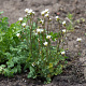 Saxifraga granulata GM zaad 100 gram