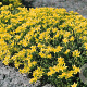 Sedum acre GM zaad KG