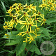 Senecio ovatus GM zaad KG