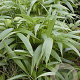 Setaria palmifolia GM zaad 100 gram