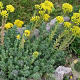 Sedum reflexum Rupestre GM zaad KG