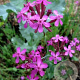 Silene armeria GM zaad KG
