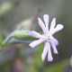 Silene noctiflora GM zaad 100 gram