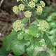 Smyrnium olusatrum GM zaad 100 gram