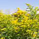 Solidago canadensis GM zaad 100 gram