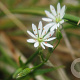 Stellaria graminea GM zaad 100 gram