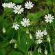 Stellaria holostea GM zaad 100 gram