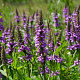 Stachys palustris GM zaad KG