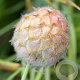 Trifolium fragiferum GM zaad KG