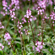 Verbena officinalis GM zaad KG