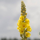 Verbascum phlomoides GM zaad 100 gram