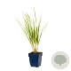 Calamagrostis acut. 'Karl Foerster' GM  P11