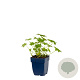 Geranium macr. 'Ingwersen's Var.' GM  P11