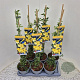 Jasminum nudiflorum 60-65 cm 2,5L