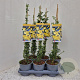 Jasminum nudiflorum 60-65 cm 2,5L