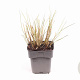 Miscanthus sin. 'Kleine Silbersp.' GM 2,0L