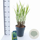 Miscanthus sin. 'Zebrinus' 50-80 cm 6,5L
