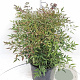 Nandina domestica 60-80 cm 20L