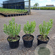Perovskia 'Blue Spire' GM 2,0L