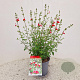 Salvia micr. 'Hot Lips' 30-35 cm 2,5L