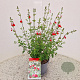 Salvia micr. 'Hot Lips' 30-35 cm 2,5L