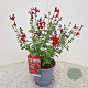 Salvia 'Royal Bumble' 30-35 cm 2,5L