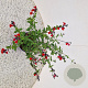 Salvia 'Royal Bumble' 30-35 cm 2,5L
