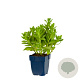 Sedum 'Carl' GM  P11