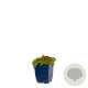 Sedum spurium 'Schorbuser Blut' GM  P11