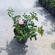 Rosa (P) 'The Fairy' GM C1.3
