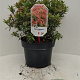 Pieris jap. 'Little Heath' 30-40 cm 5,0L struik