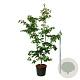 Cornus kousa 'Venus' 225-250 cm cont. 90L Pir. op stam extra
