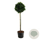 Prunus l. Etna 180 cm stam cont. 130L extra