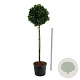Prunus l. Etna 180 cm stam cont. 130L extra