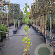 Actinidia deliciosa Solissimo 200-250 cm 10L