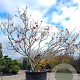 Acer japonicum 'Aconitifolium' 250-300 cm container meerstammig Bladkleur