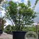 Acer palmatum 200-250 cm container solitair