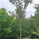 Acer palmatum 220 cm stam container 25-30