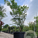 Acer palmatum 350-400 cm container solitair 2-3 tak