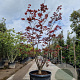 Acer pal. 'Bloodgood' 200-250 cm cont. 160L