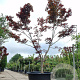 Acer pal. 'Bloodgood' 450-500 cm cont. 500L