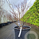 Acer pal. 'Bloodgood' 80-100 cm 6L meerstammig