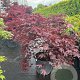 Acer pal. 'Bloodgood' 80-100 cm 6L meerstammig