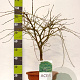 Acer pal. 'Dissectum' 60-80 cm 15L