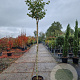 Acer pal. 'Osakazuki' 180 cm stam container 8-10