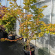 Acer pal. 'Sangokaku' 200-250 cm 45L meerstammig solitair