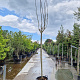 Albizia julibr. Ombrella 200 cm stam container 12-14