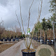 Albizia julibr. Ombrella 250-300 cm cont. 65L meerstammig