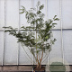 Albizia julibr. rosea 200-250 cm container struik solitair