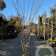 Albizia julibrissin 200-250 cm draadkluit meerstammig 140-160 diameter